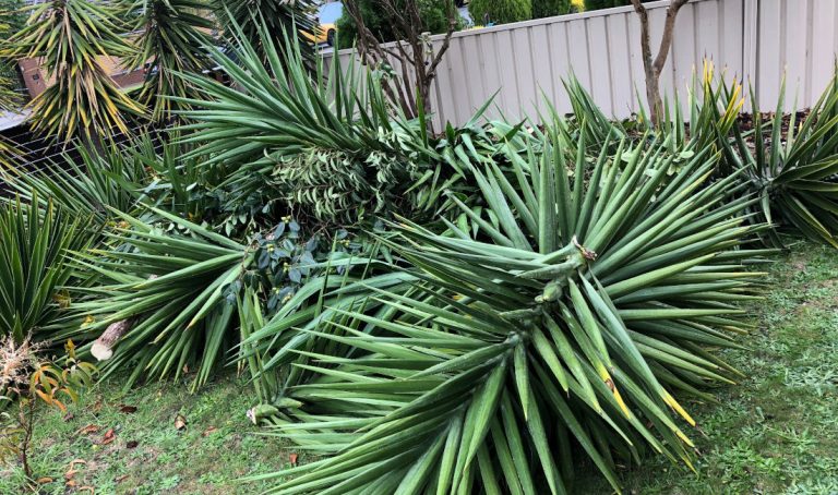 garden waste rubbish removal melbourne before